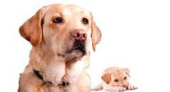 Vertrauensvolle Hundeschule, fähige Hundeschule, fähiger Hundetrainer, vertrauensvoller Hundetrainer, wirkungsvolle Hundetherapie