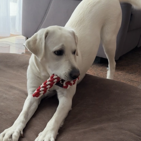 Fiby Labrador-Hundeschulehündin